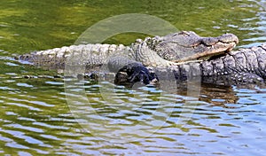 Florida Gator In Marshland Resting In Water