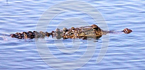 Florida Gator swimming slowly hoping to find his next snack.