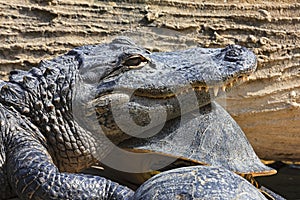 Lets take a nap on a turtle