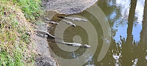 Florida Gators lounging on the edge of the swamp