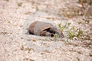 Florida Gopher Tortoise Gopherus polyphemus