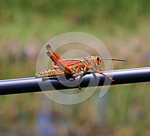 Florida Grasshopper