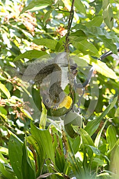 Florida Grey Squirrel Eating a Hanging Mango Fruit