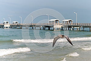 Florida Gull in flight