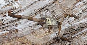 Florida hentz scorpion (Centruroides hentzi) with yellow pine tree pollen on it, stinger up, pinchers ready, non deadly photo