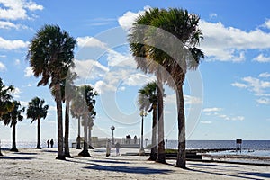 Florida hernando beach: palm tree