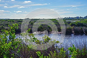 Florida hernando beach: pond