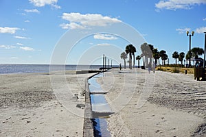 Florida hernando beach: tree