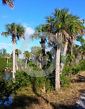 Florida hernando beach: tree