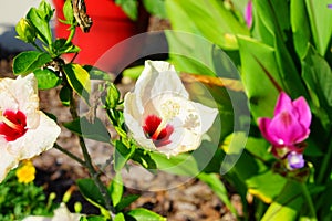 Florida Hibiscus rosa sinensis flower
