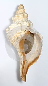 Florida horse conch with operculum