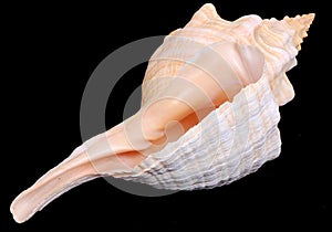 Florida horse conch seashell