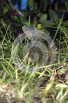 A Florida iguana hiding in the grass