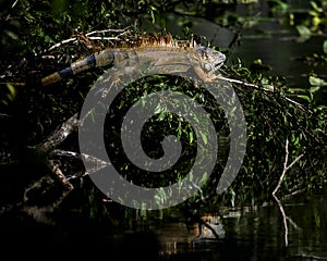Florida Iguana in mating season.