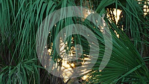 Florida jungle rainforest with green palm trees and wild vegetation. Dense tropical forest ecosystem