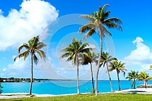 Florida Keys Palm trees in sunny day Florida US