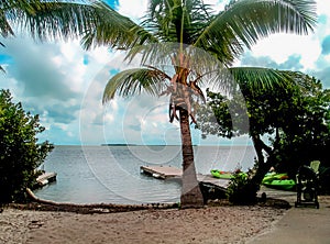 Florida Keys tiny beach rimmed with coconuts with dock and kayaks and Palm tree photo