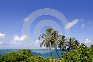 Florida Keys tropical palm trees turquoise sea