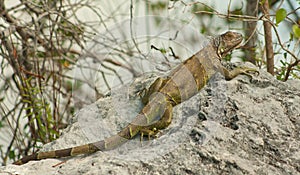 Florida Keys Wildlife Series 1