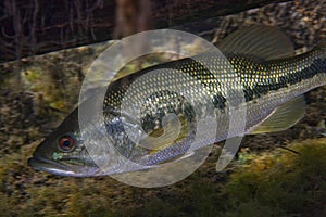 Florida Largemouth Bass - Hiding Under Log