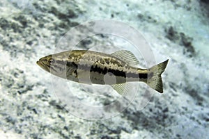 Florida Largemouth Bass Profile - Ichetucknee Springs