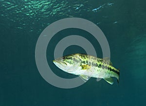 Florida Largemouth Bass - Rainbow River