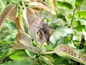 The Florida leaf-footed bug