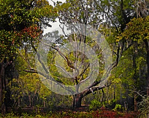 Florida Live Oak Tree