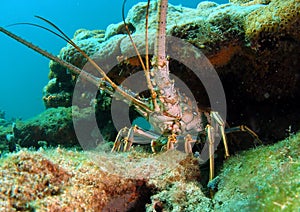 Florida Lobster