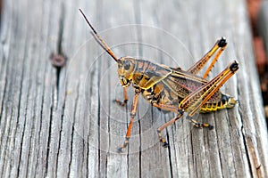 Florida Lubber Grasshopper