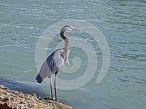 Florida, Madeira beach, a heron seeks food on the seashore