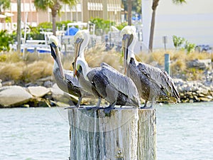 Florida, Madeira beach, three pelicans are perched on the trunk of a tree