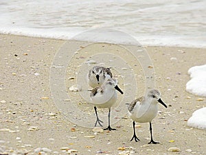 Florida, Madeira beach, three snipes seeks food on the seashore