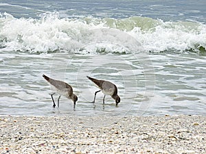 Florida, Madeira beach, two snipes seeks food on the seashore