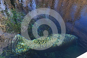 Florida Manatee