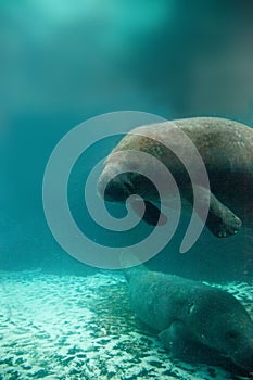 Florida manatee also called the West Indian manatee or sea cow