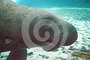 Florida manatee also called the West Indian manatee or sea cow