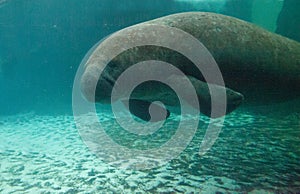 Florida manatee also called the West Indian manatee or sea cow