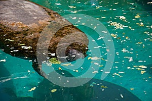 Florida manatee also called the West Indian manatee or sea cow T