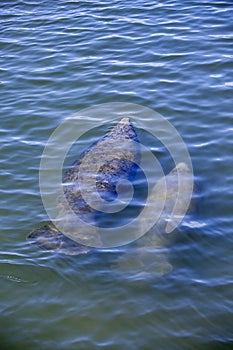 Florida manatee and calf