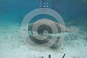 Florida Manatee and Calf Underwater with Snorkelers