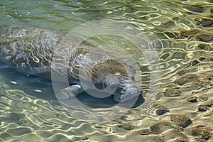 Florida manatee in clear water