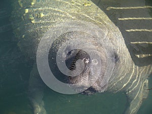 Florida Manatee Closeup photo