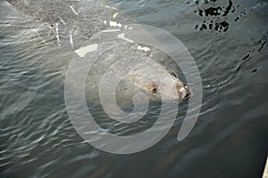 A Florida Manatee comes up for air in St Petersburg