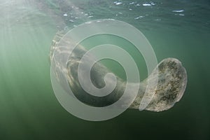 Florida Manatee Coming to Surface to Breathe