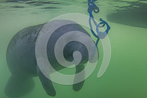 Florida Manatee Eating Algae Off Rope