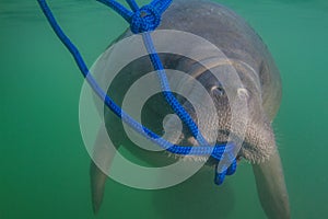 Florida Manatee Eating Algae Off Rope