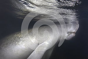 Florida Manatee -Surfacing to Breath