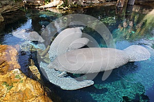 Florida Manatee - Trichechus manatus latirostris