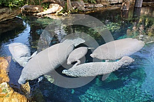 Florida Manatee - Trichechus manatus latirostris